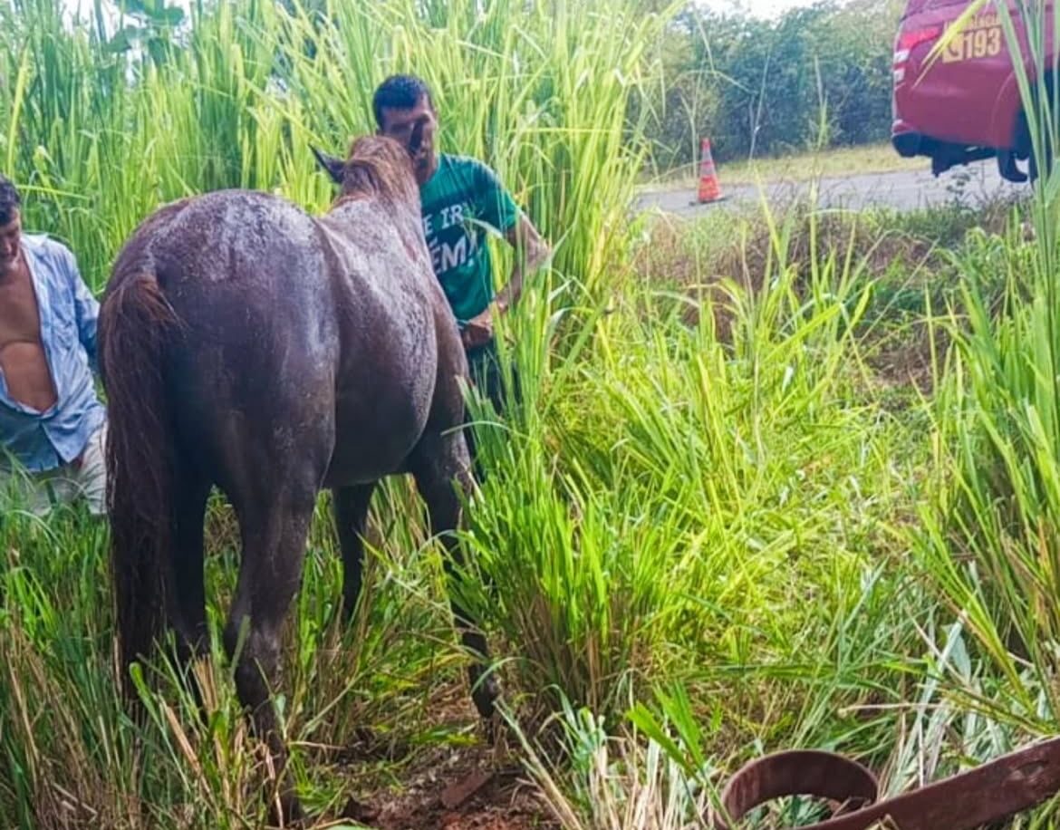 Corpo de Bombeiros resgata cavalo preso em fossa na zona rural de Pau dos Ferros/RN