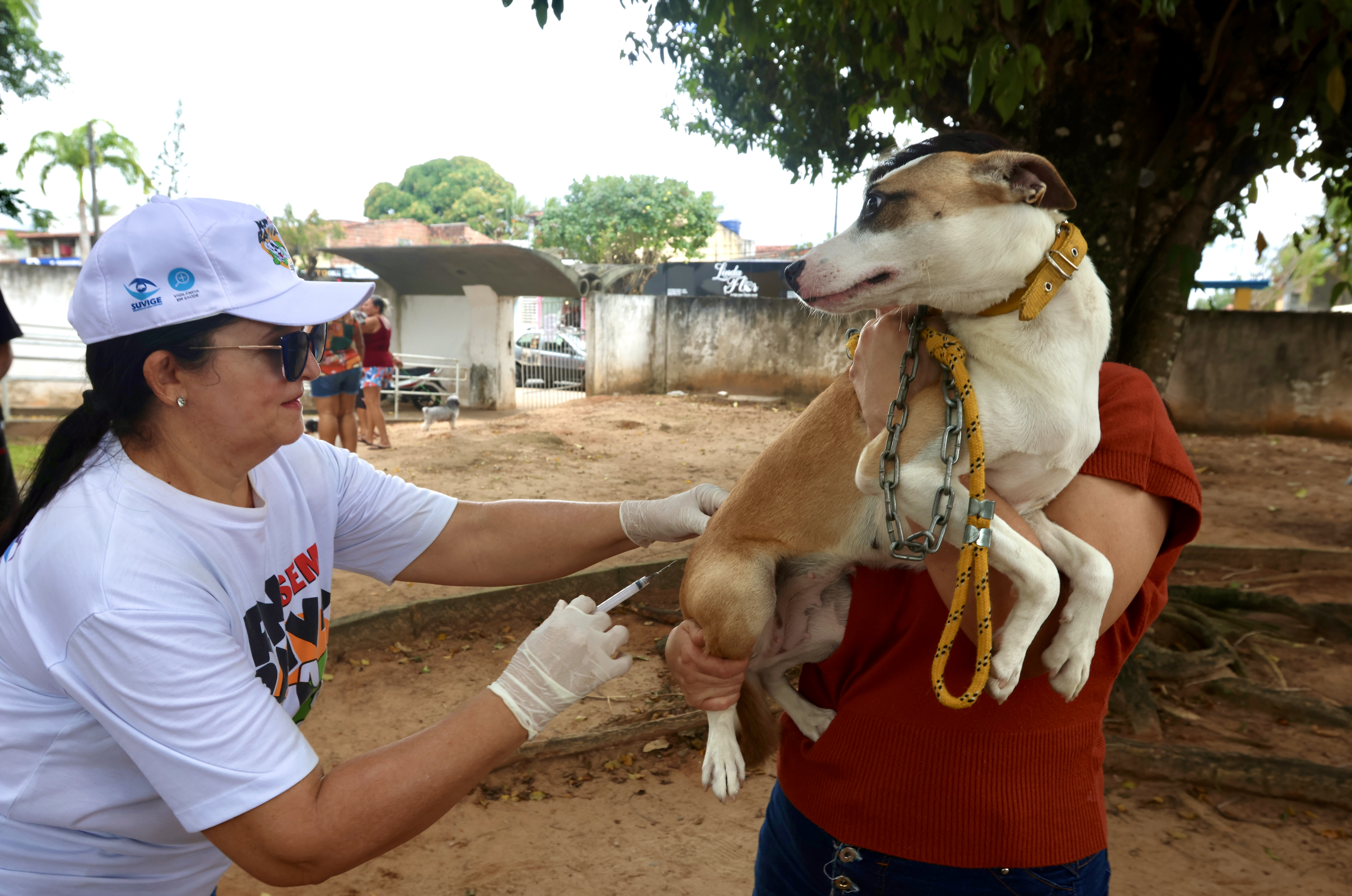 Parnamirim continua neste sábado (6) a vacinação antirrábica para cães e gatos
