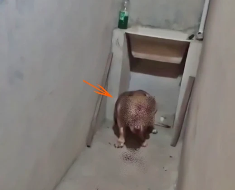 Invasão domiciliar por facção termina com cão baleado e moradores em pânico em Parelhas